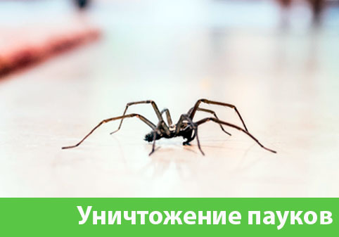 Избавиться от пауков в городе Сарапул