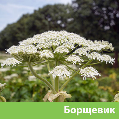 Борщевик в Сарапуле