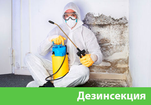 Дезинсекция в городе Сарапул