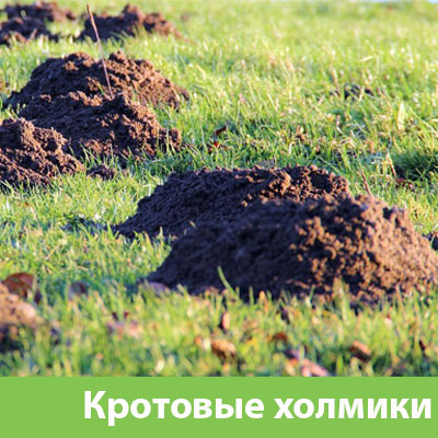 Кроты на участке в Сарапуле