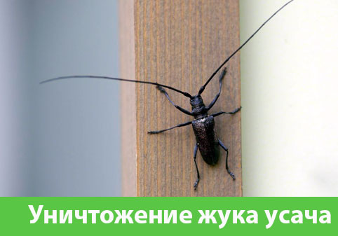 Обработка от жука усача в городе Сарапул