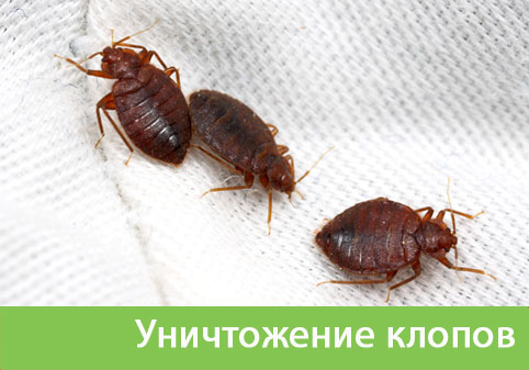 Уничтожение клопов в городе Сарапул