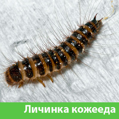 Личинка Кожееда в Сарапуле