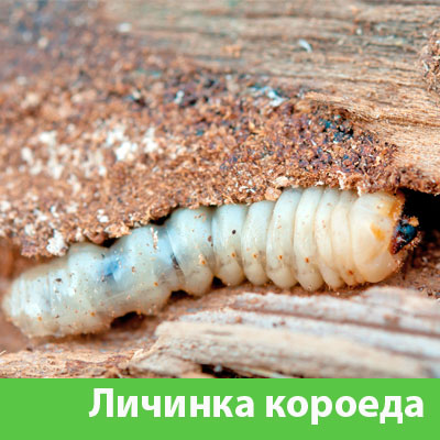 Уничтожение личинок короеда в Сарапуле