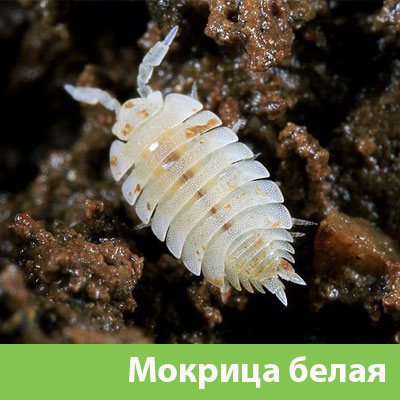 Мокрица в Сарапуле фото