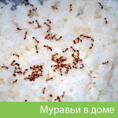 Муравьи в доме в Сарапуле