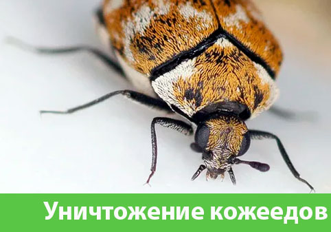 Обработка от кожееда в городе Сарапул 