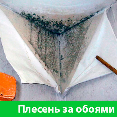 Удаление плесени в Сарапуле