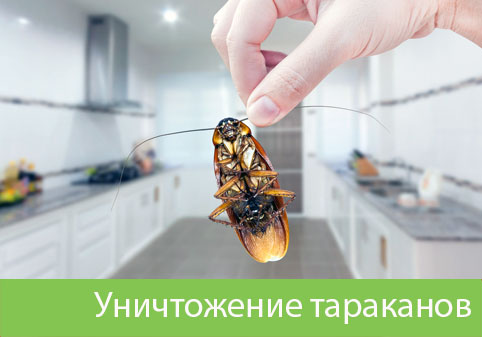 Уничтожение тараканов в городе Сарапул