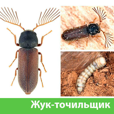 Уничтожение точильщика и личинок в Сарапуле
