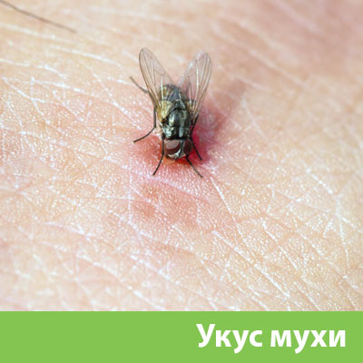 Уничтожение мух в Сарапуле