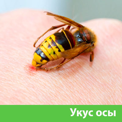 Профессиональное уничтожение ос и шершней в Сарапуле