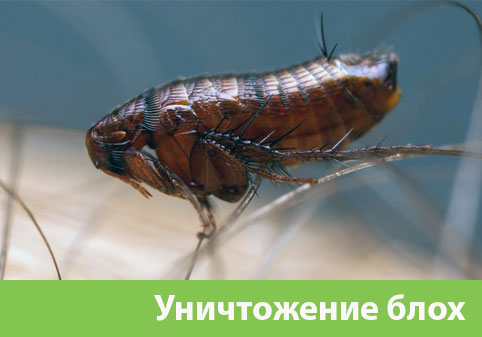 Уничтожение блох в городе Сарапул