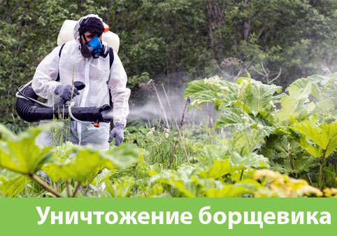 Уничтожение Борщевика в городе Сарапул