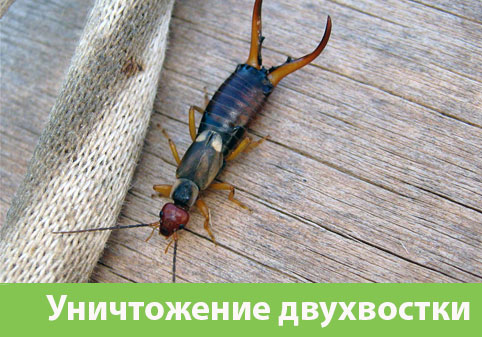 Уничтожение двухвостки в городе Сарапул