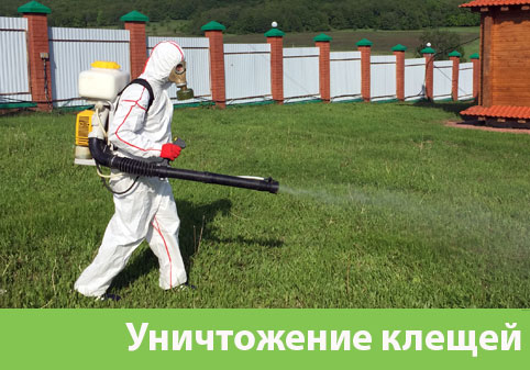 Уничтожение клещей в городе Сарапул