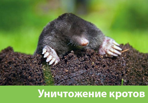 Уничтожение кротов в городе Сарапул