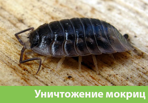 Мокрицы в квартире в городе Сарапул