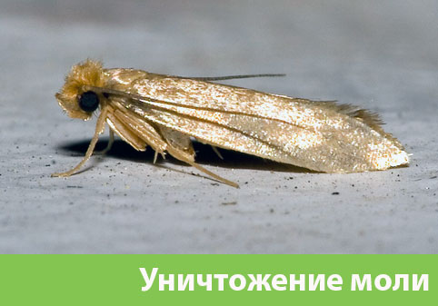Уничтожение моли в городе Сарапул 