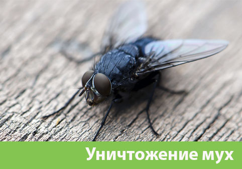 Уничтожение мух в городе Сарапул
