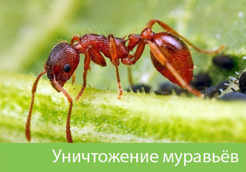 Уничтожение муравьёв в городе Сарапул