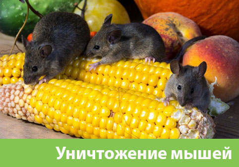 Уничтожение мышей в Сарапуле