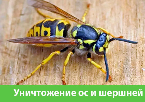 Уничтожение ос и шершней в городе Сарапул